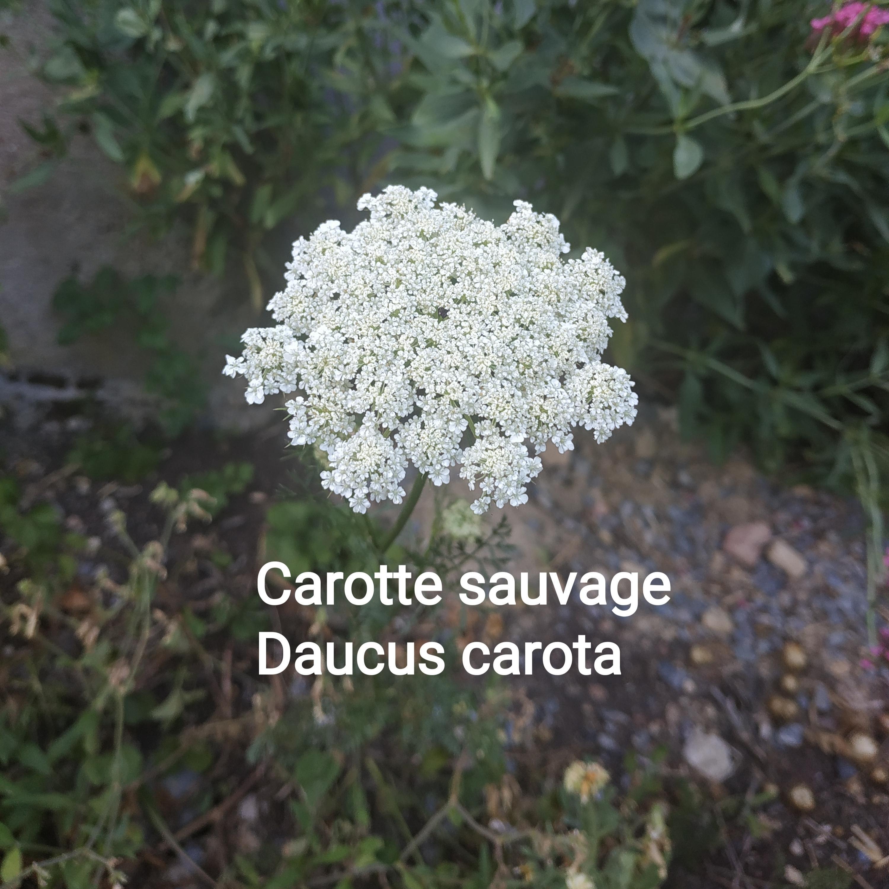 troc de troc graines de carotte sauvage 2022 image 0