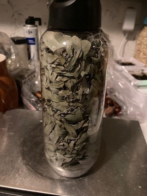 troc de troc 50 grammes de feuilles séchées d'eucalyptus image 0