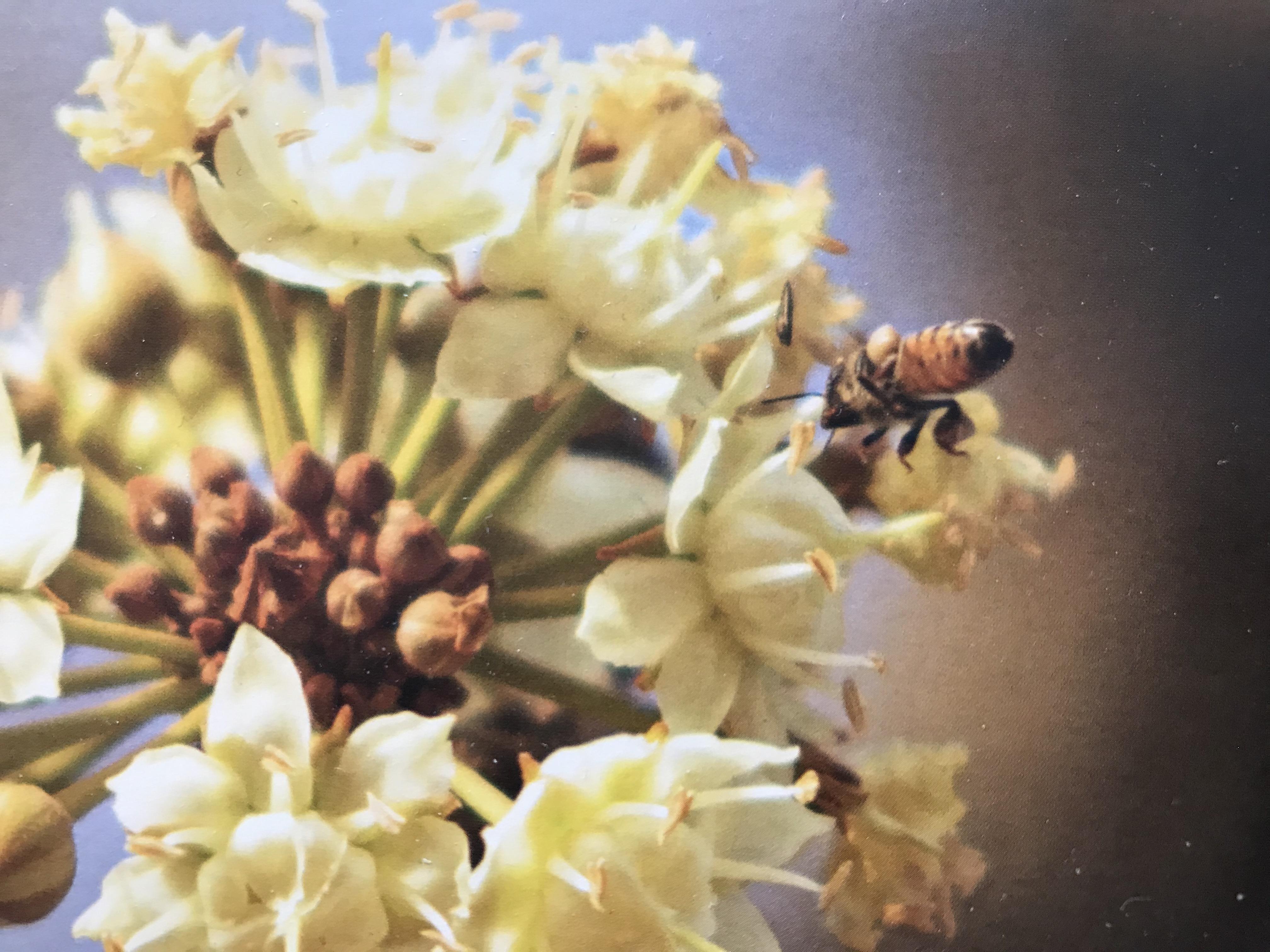 troc de troc grande carte & son enveloppe fleur butinée par une abeille image 2