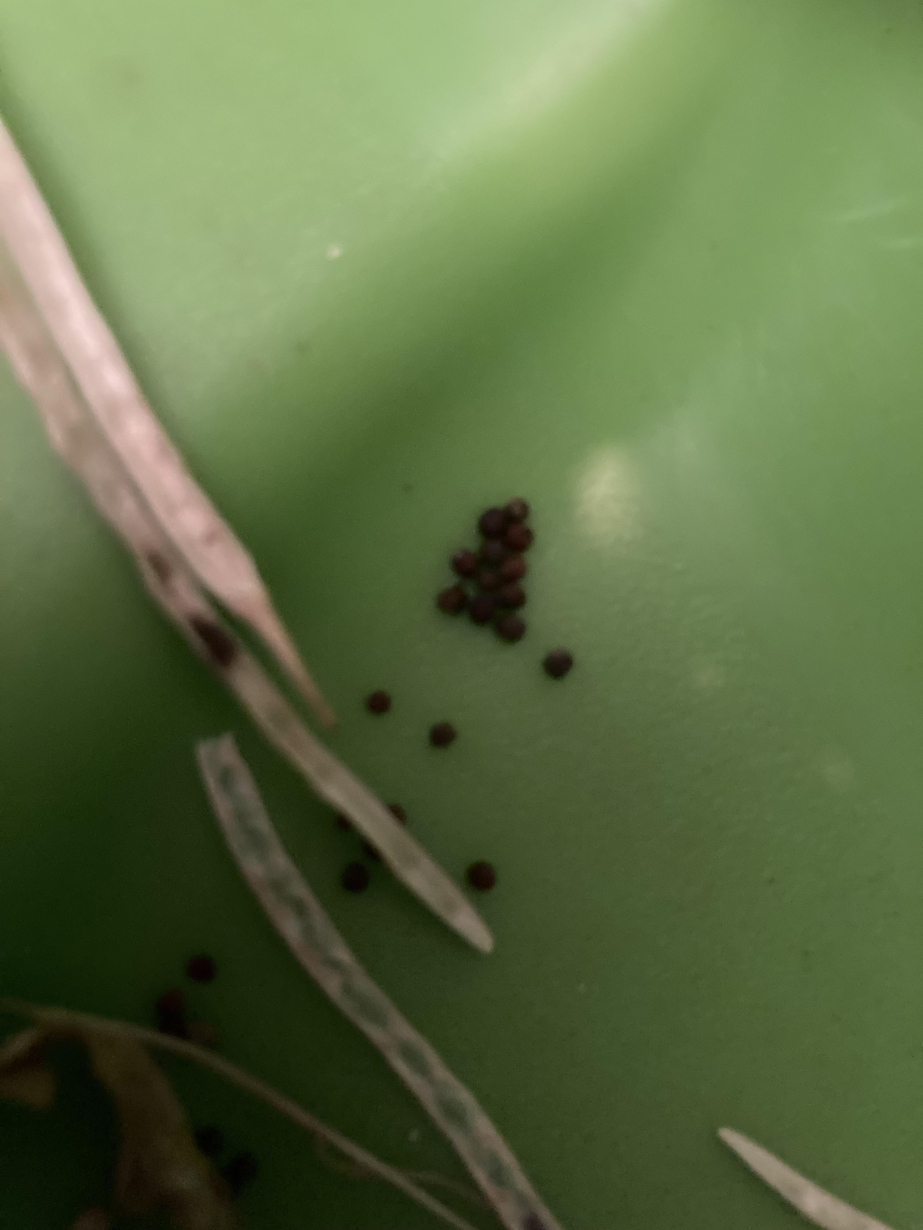 troc de troc graines de chou cabus 30 image 0