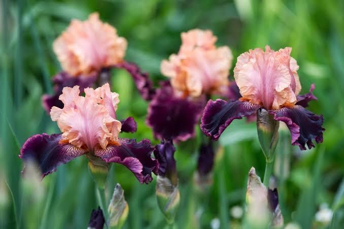 troc de troc recherche jolis iris pour mon jardin image 1