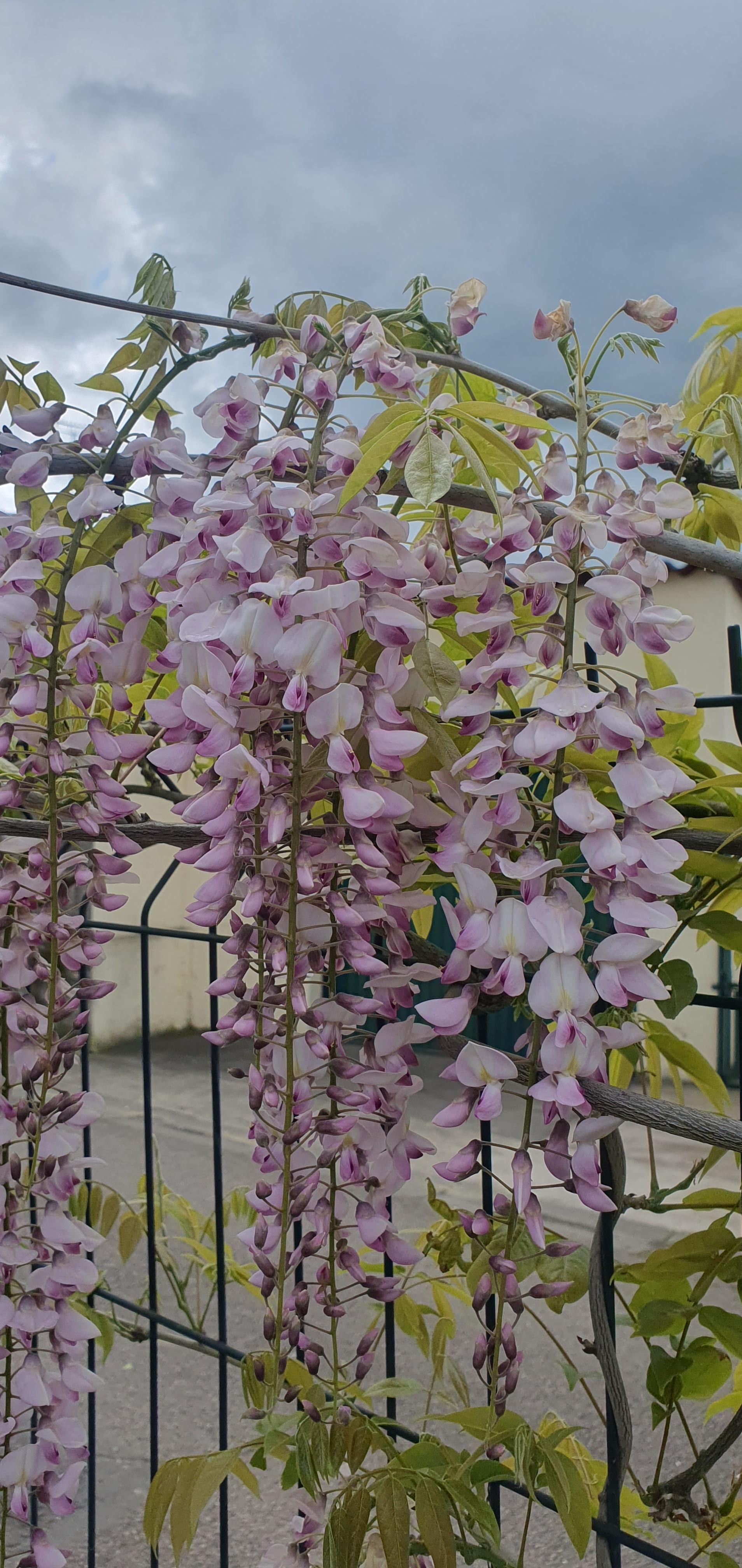 troc de troc troc graines de glycine rose pâle image 1