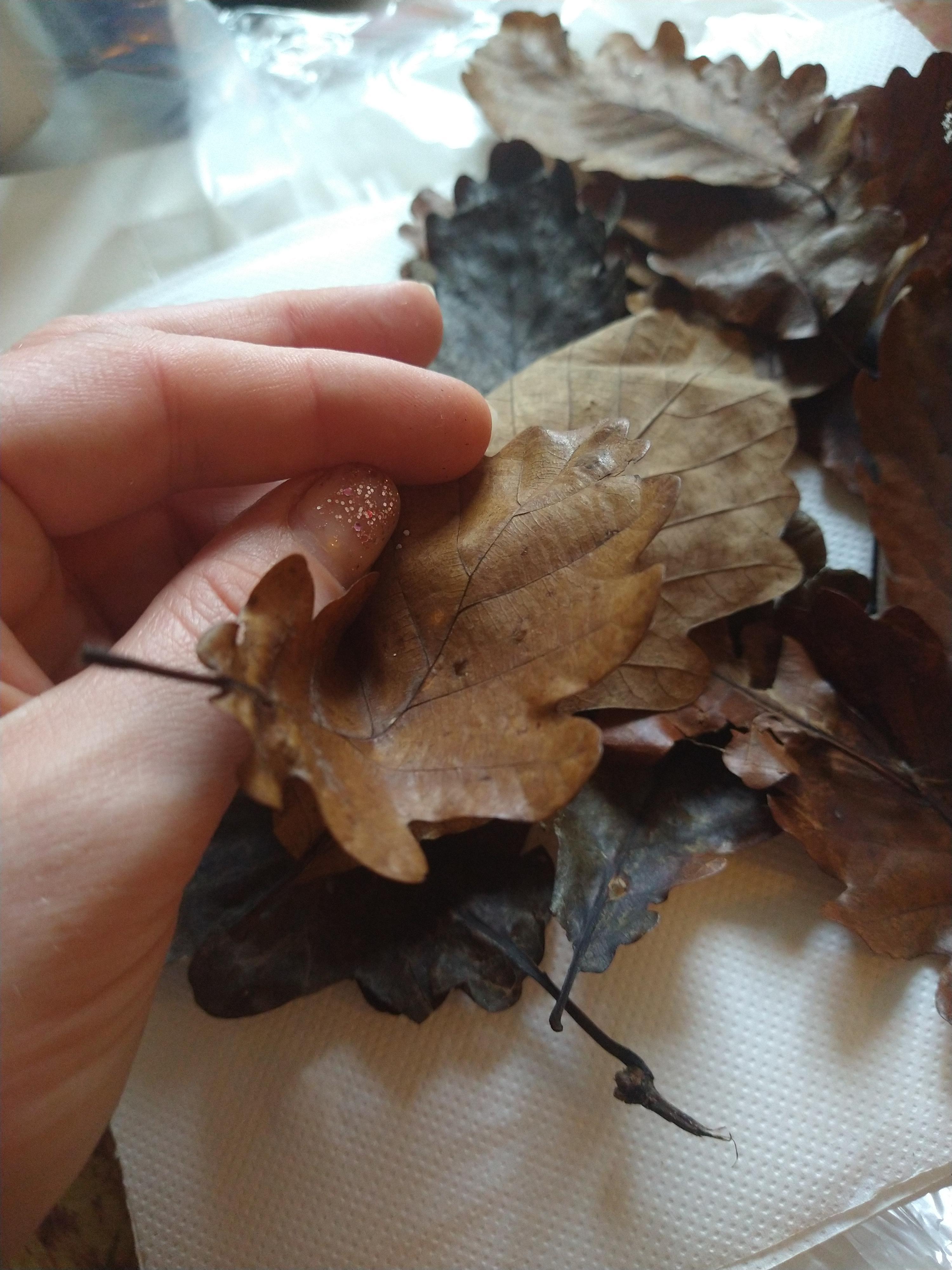troc de troc 15 feuilles de chêne préservées image 2