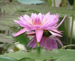 troc de troc cherche lotus image 0