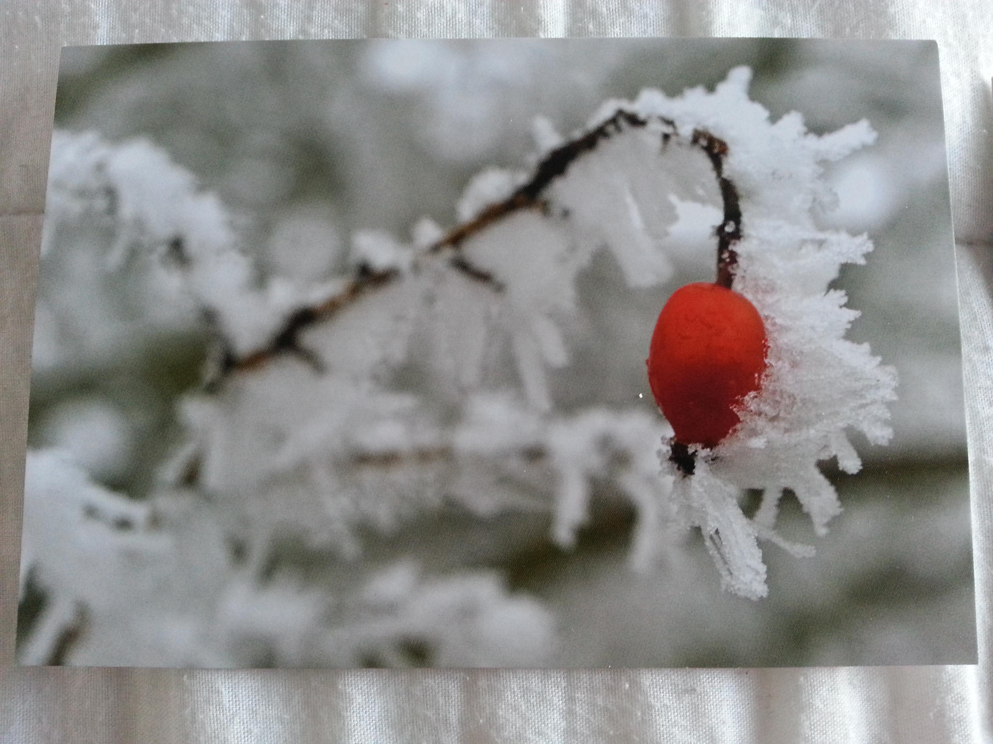 troc de troc carte "branche sous la neige & le givre" + son enveloppe blanche image 0