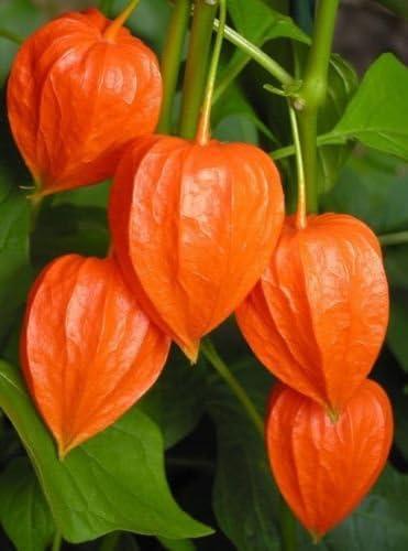 troc de troc je recherche cette plante "lanterne chinoise" image 0