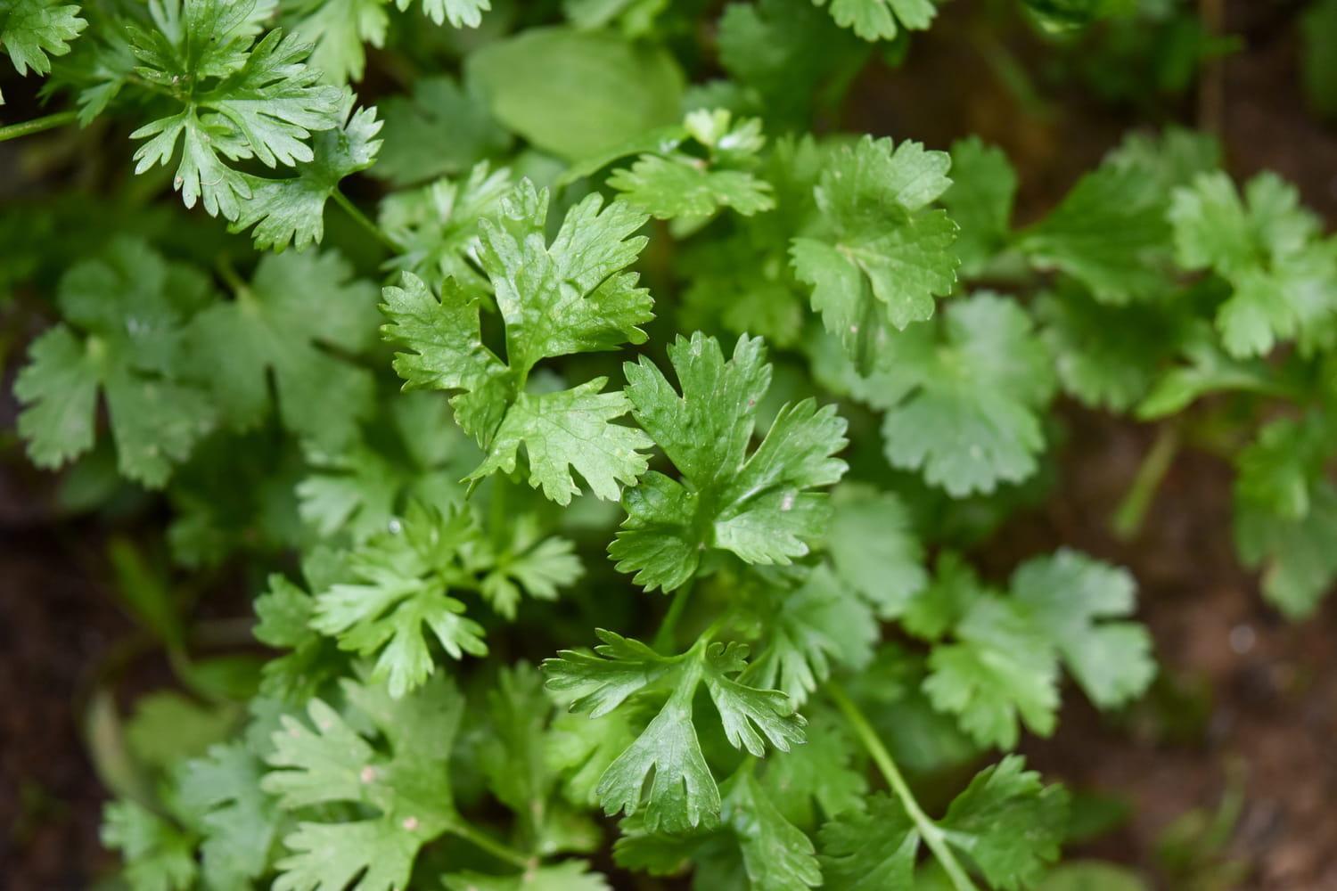 troc de troc graines de coriandre image 0