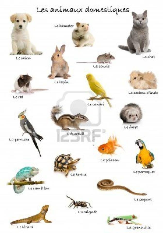 troc de troc s'occuper des vos animaux domestiques image 0