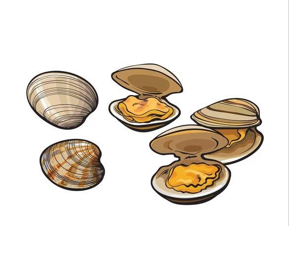 troc de troc recherche coquillages creux image 1