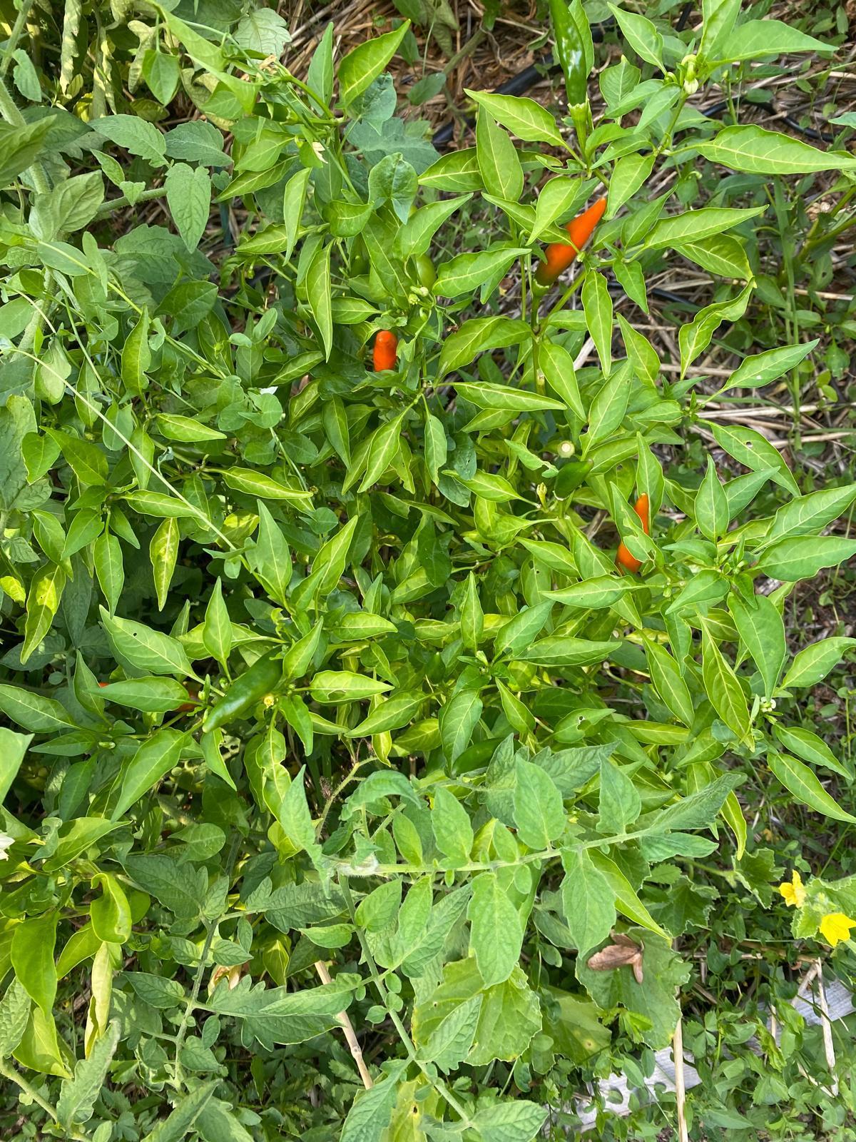 troc de troc piment bio fort de mon potager image 0