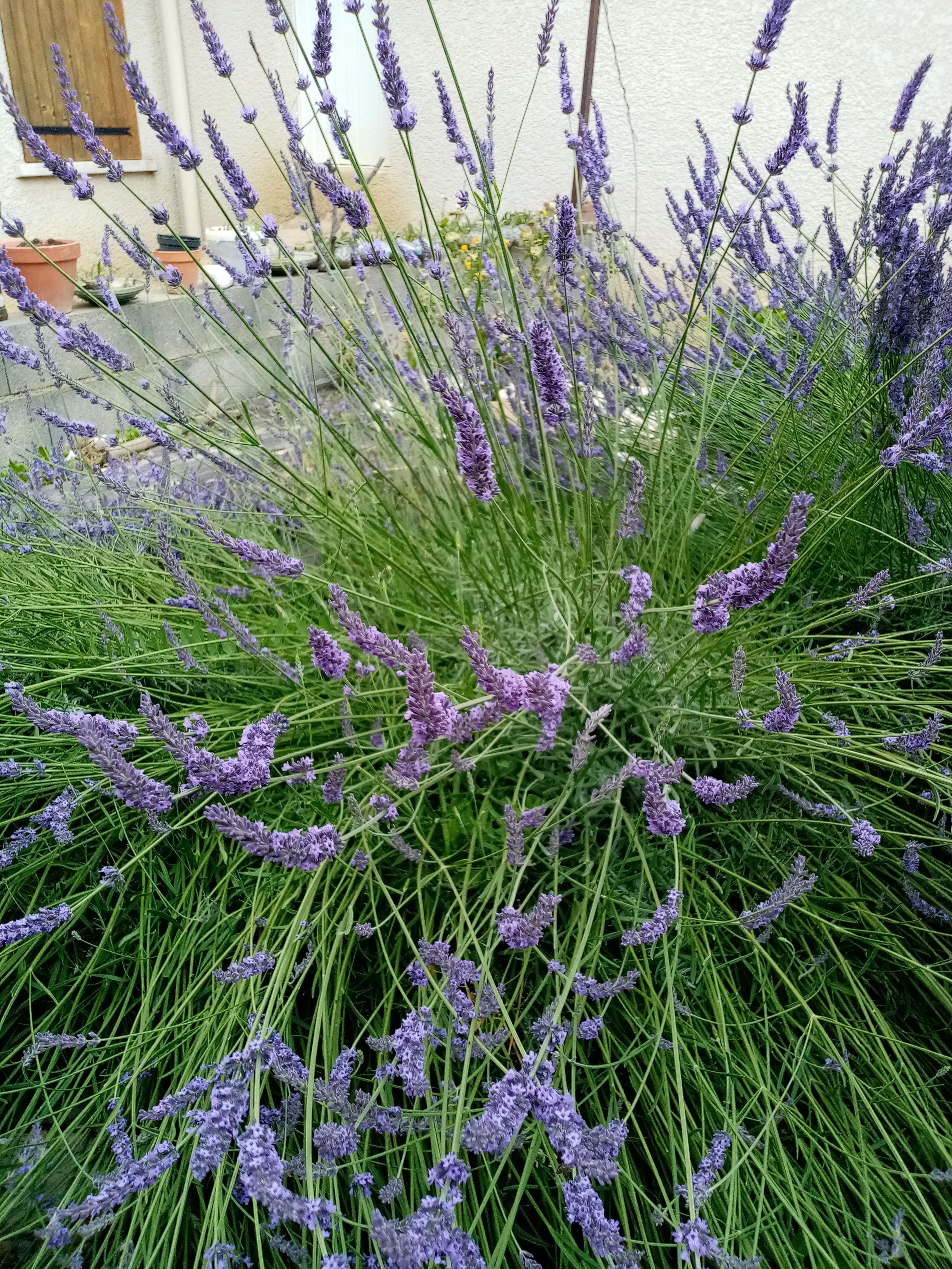 troc de troc bouquet de lavande bio image 0