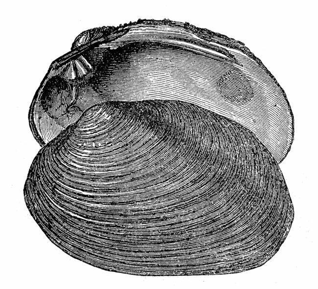 troc de troc recherche coquillages creux image 2