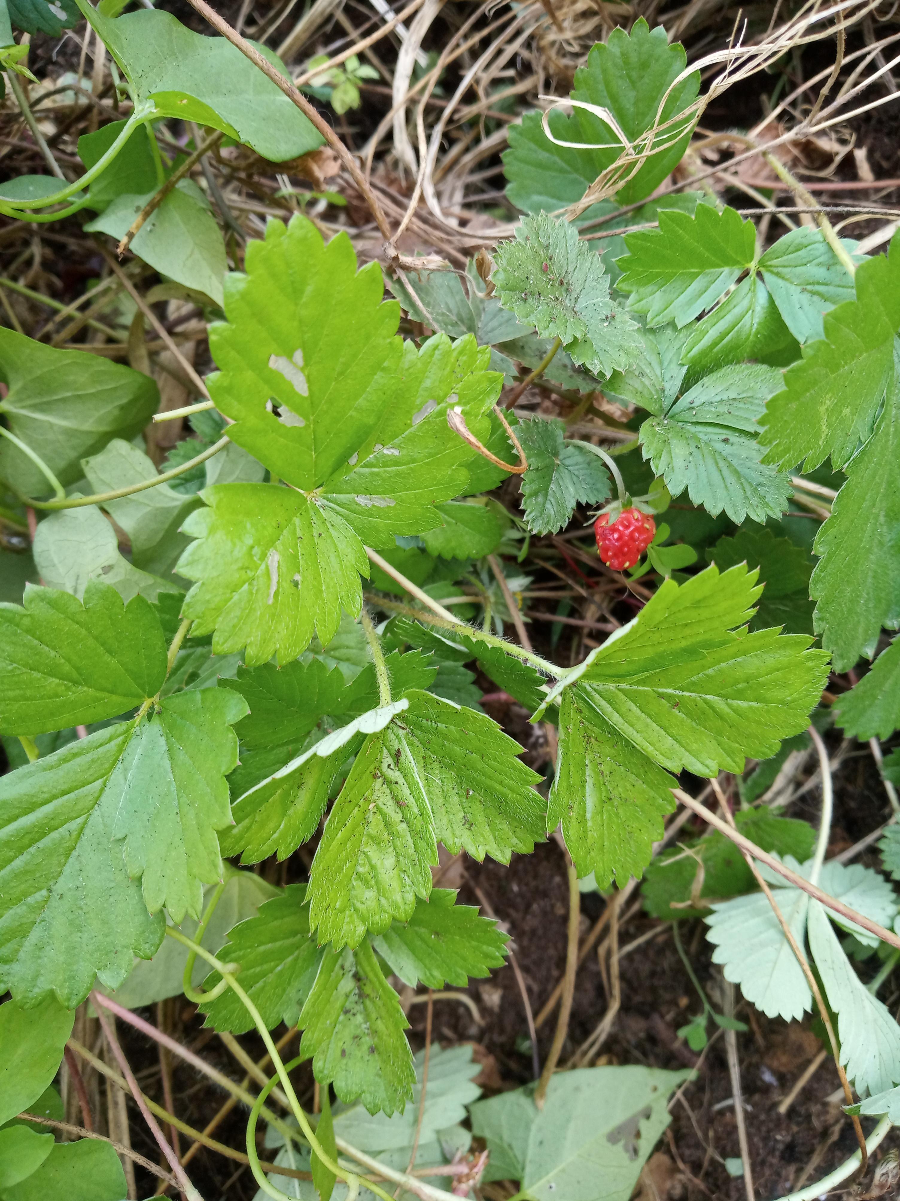 troc de troc plants de fraisiers des bois image 0