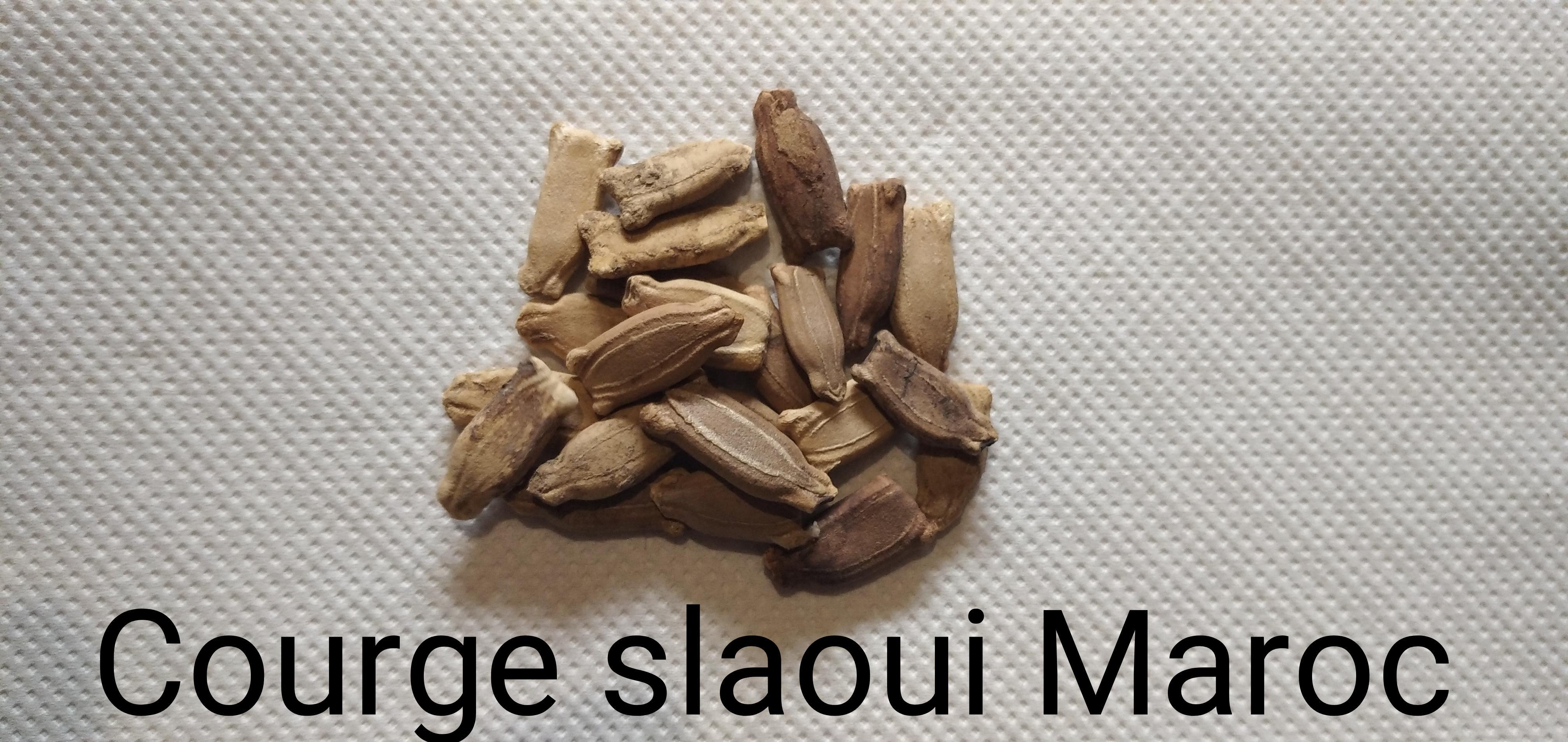 troc de troc courge slaoui maroc image 0