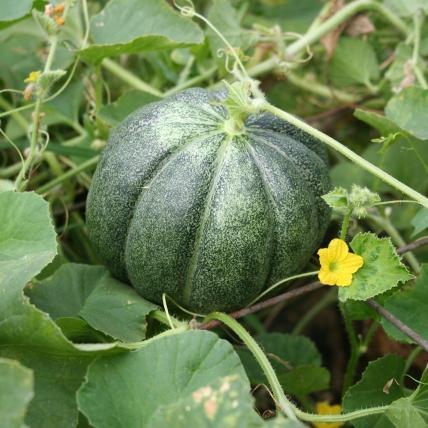 troc de troc graines de melon (type vert) image 0