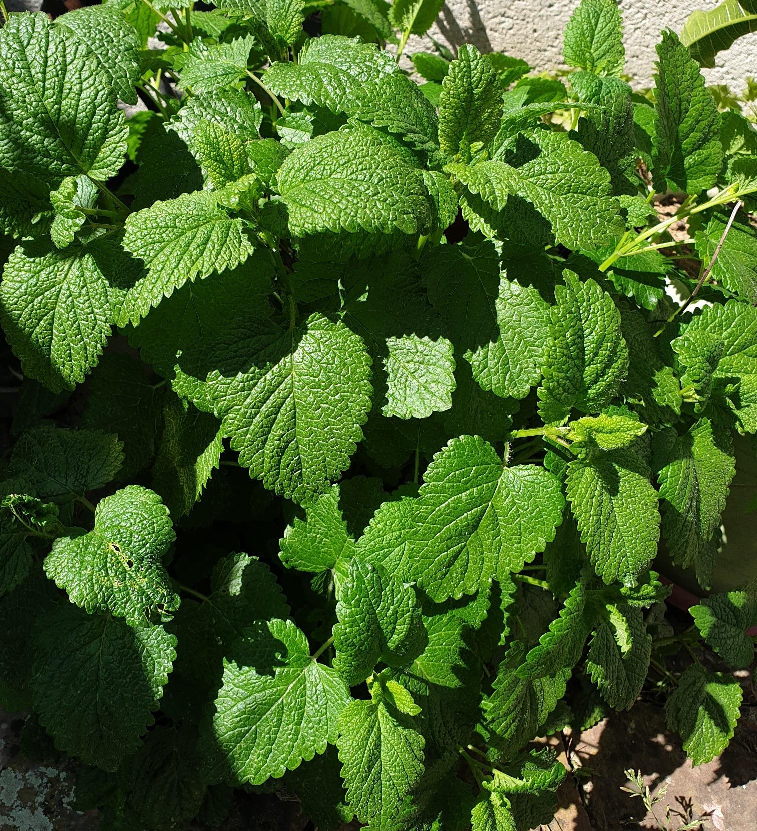 troc de troc mélisse citronnelle séchée image 0