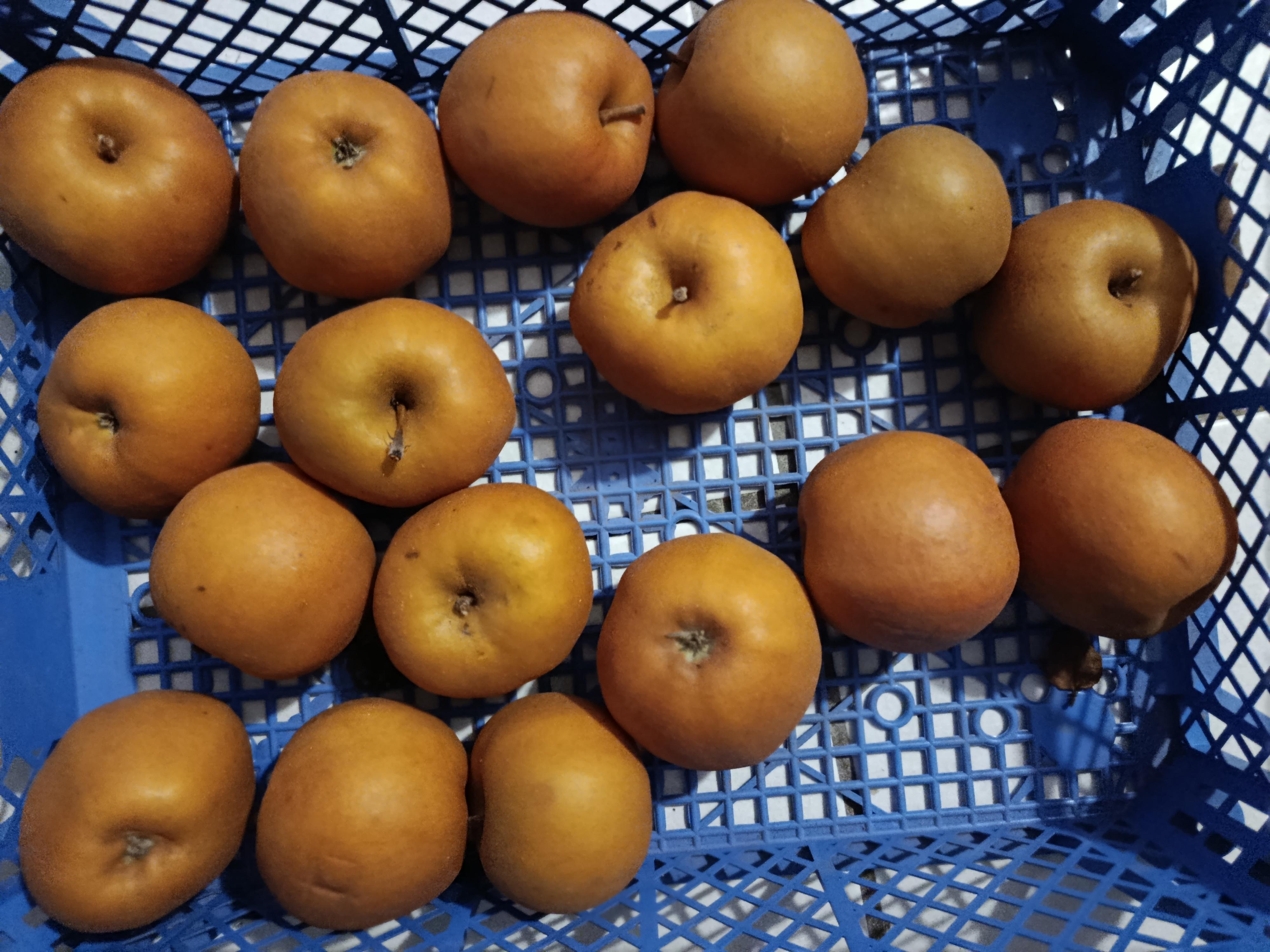 troc de troc pommes reinettes grises sans pesticides image 0