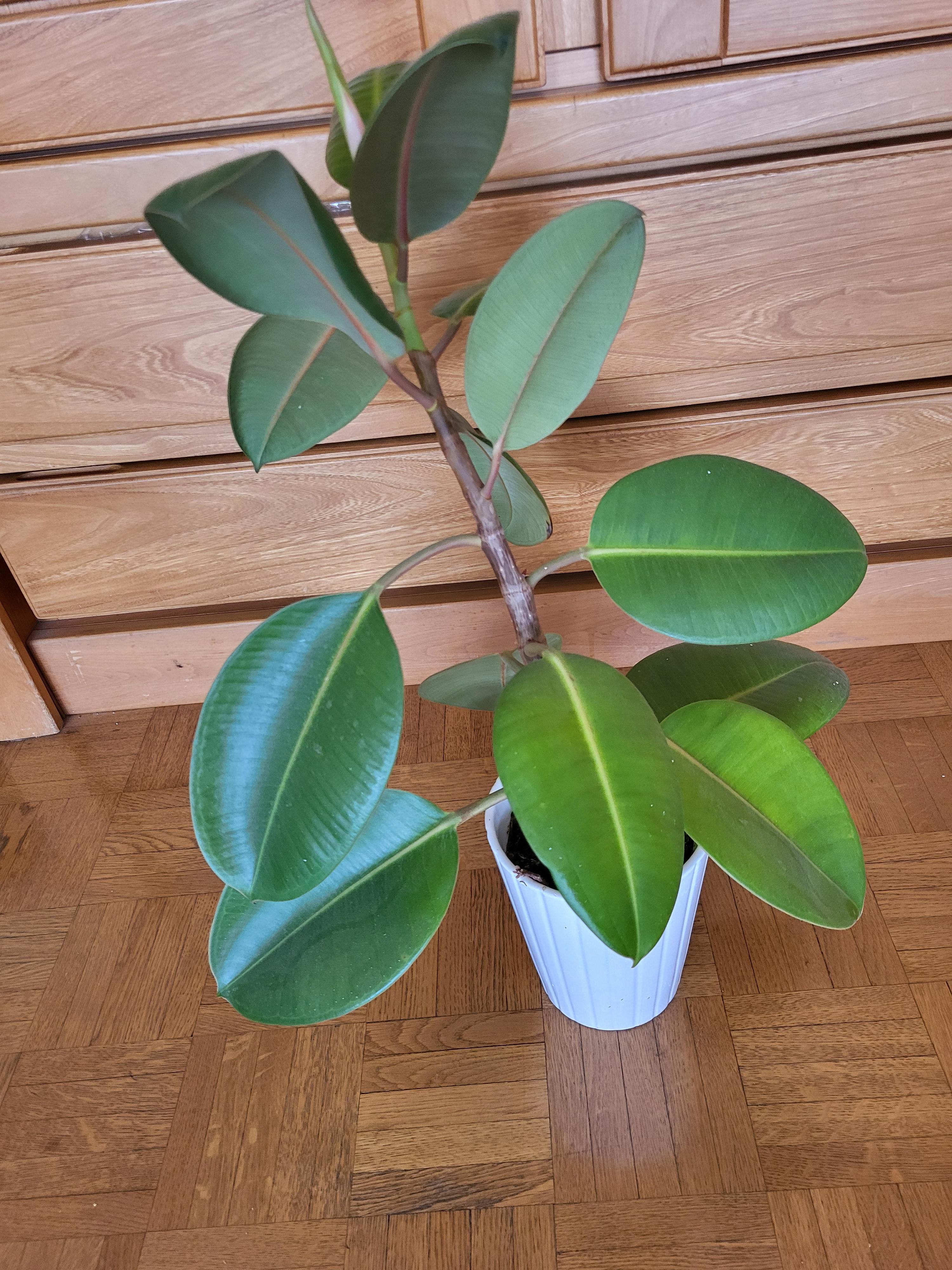 troc de troc plante verte caoutchouc image 0