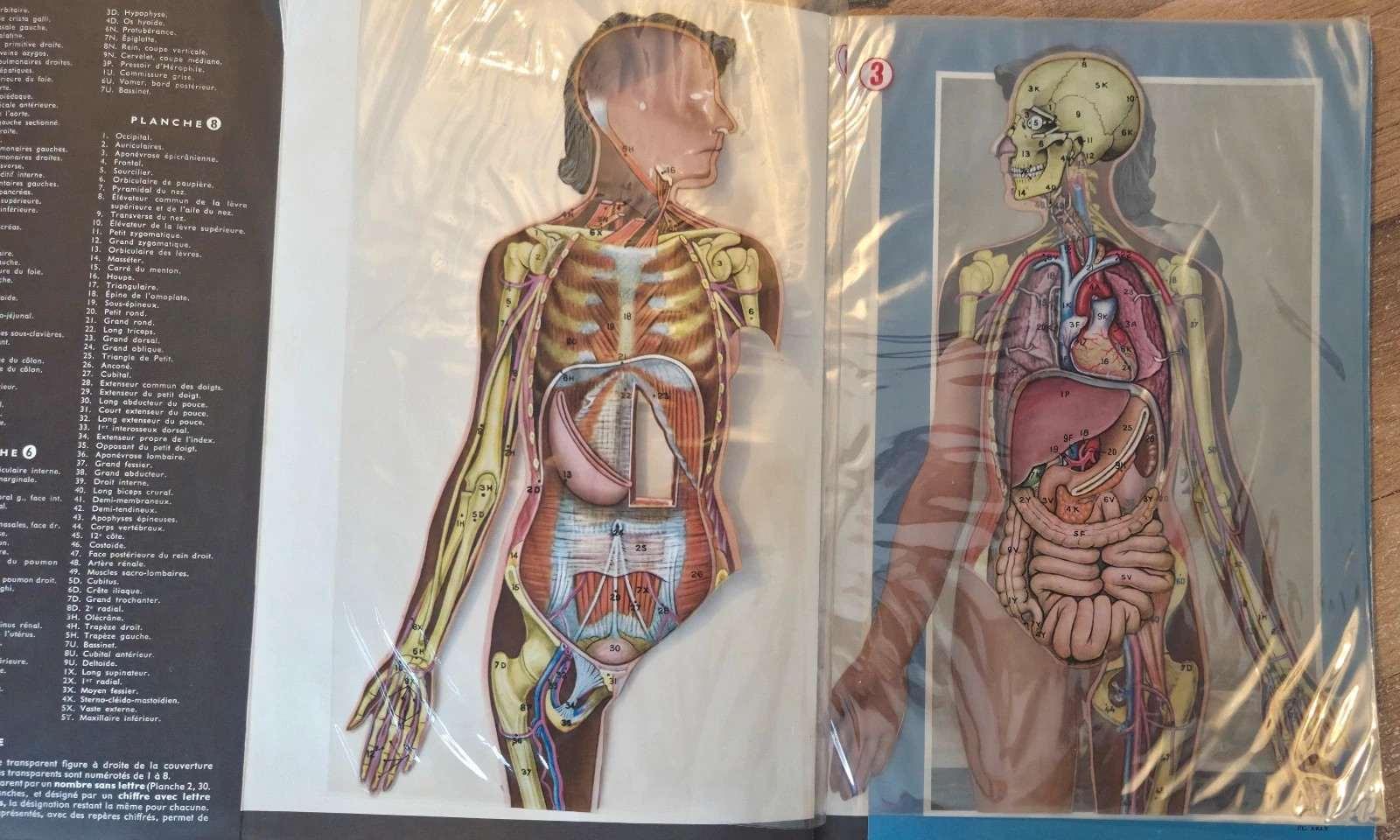 troc de troc anatomie humaine – aspects, proportions, rapports image 2