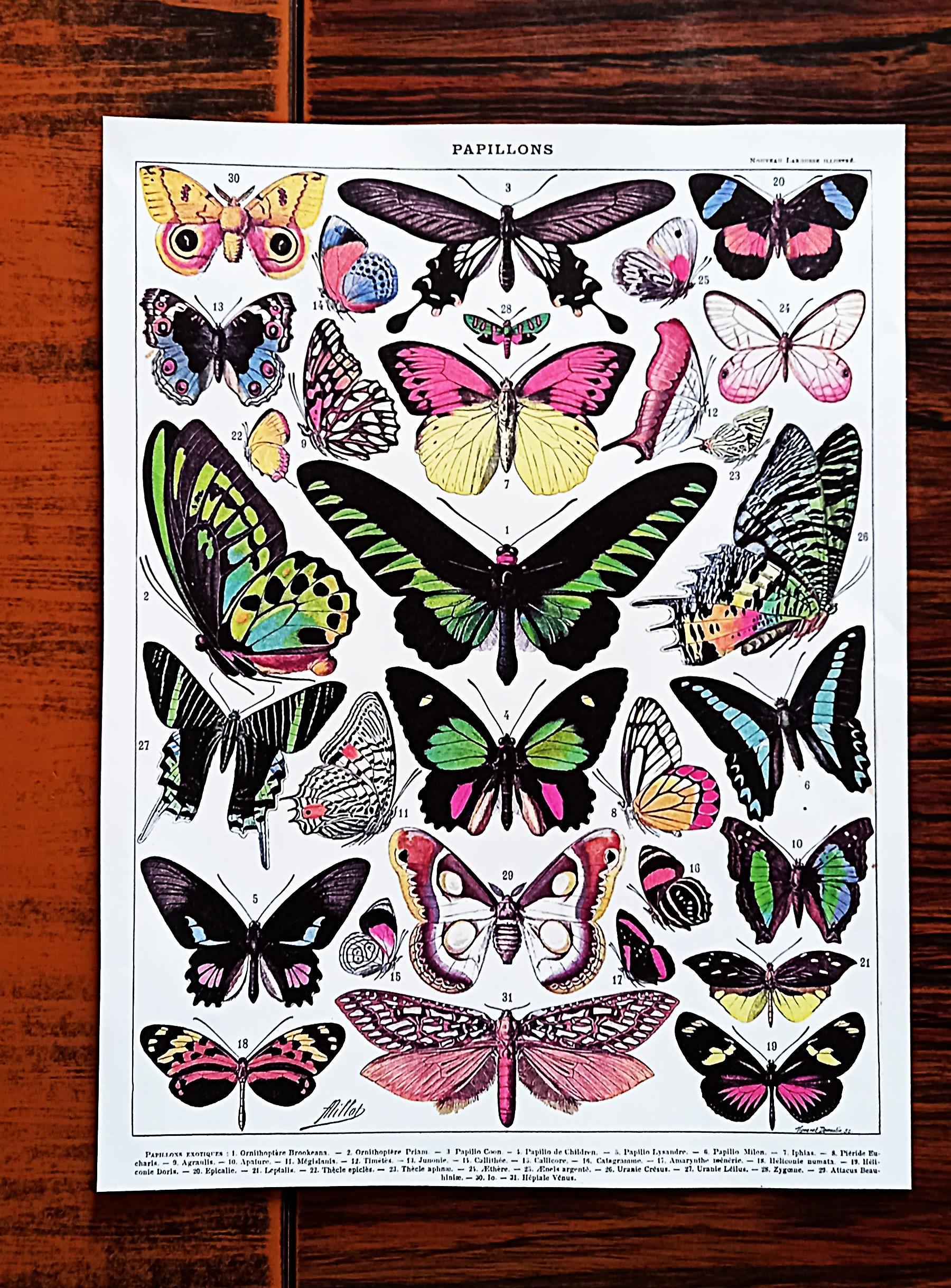 troc de troc affiche "papillons". image 0