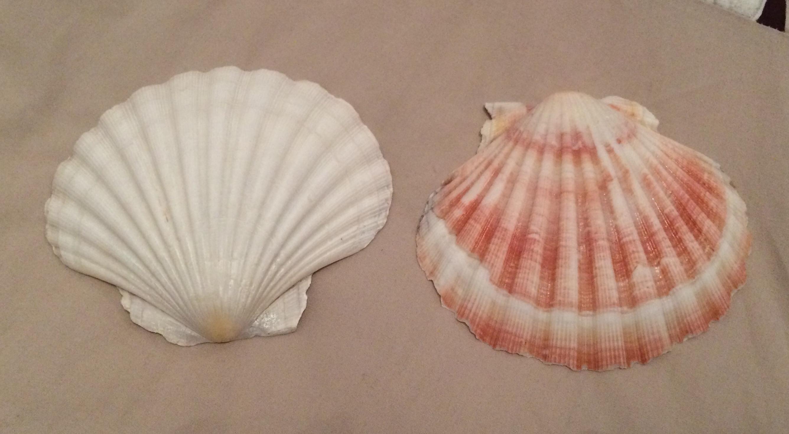 troc de troc 2 coquilles saint jacques image 0