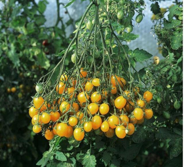 troc de troc 84 - tomate cerise jaune graines image 0