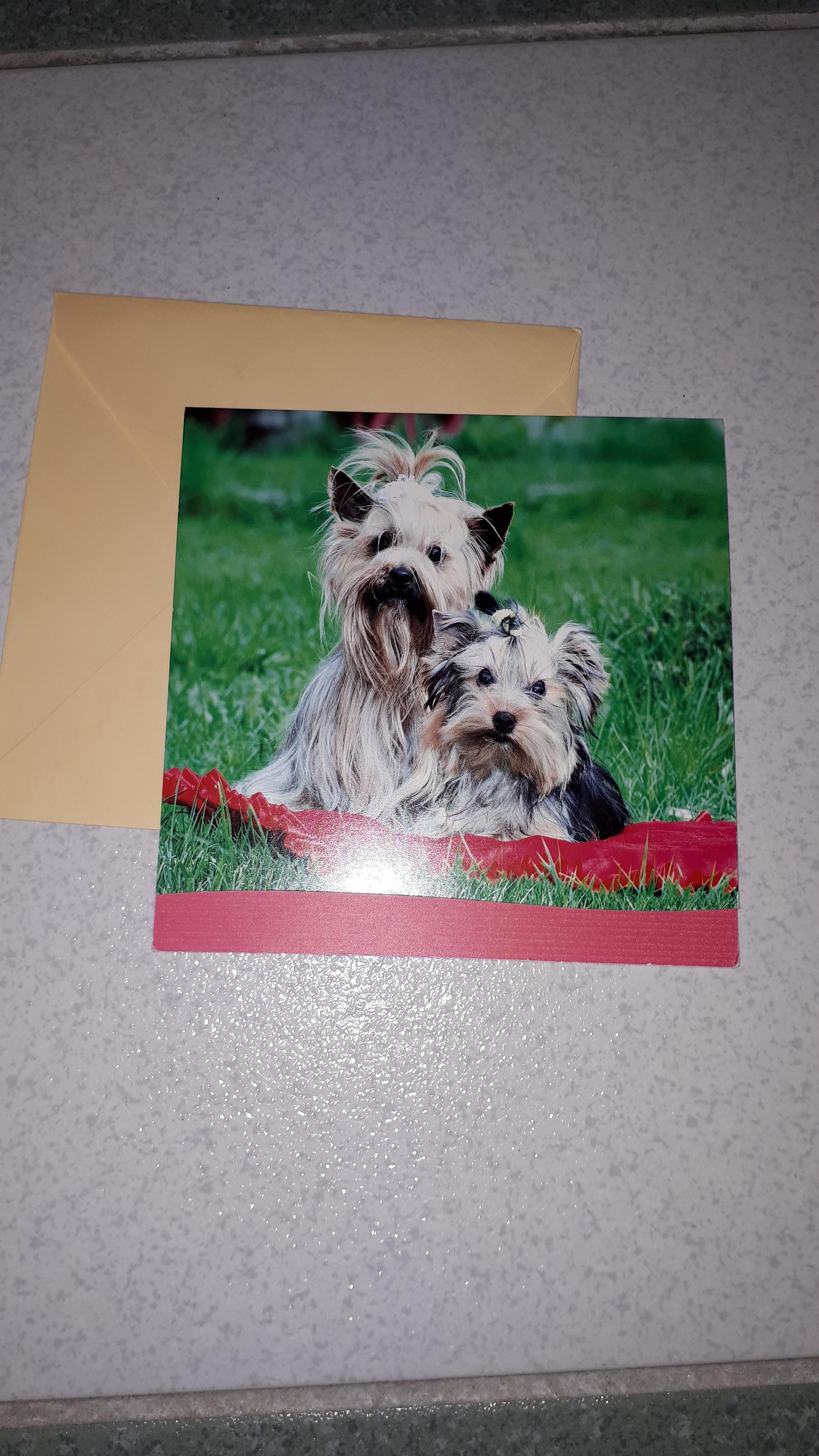 troc de troc carte postale chien image 0