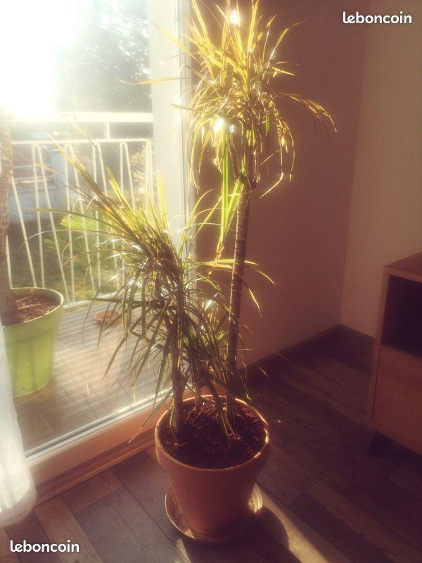 troc de troc echange  dracaena et  beaucarnéa contre yuccas  cactus image 1