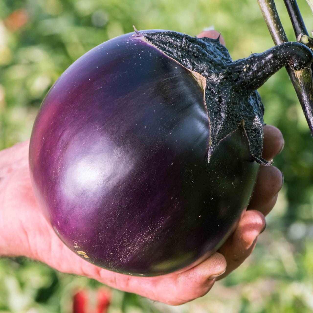 troc de troc 67 - aubergine ronde de valence graines image 0