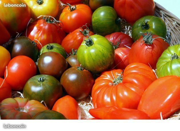 troc de troc graines de tomates diverses image 0