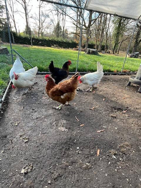 troc de troc 6 oeufs frais image 1