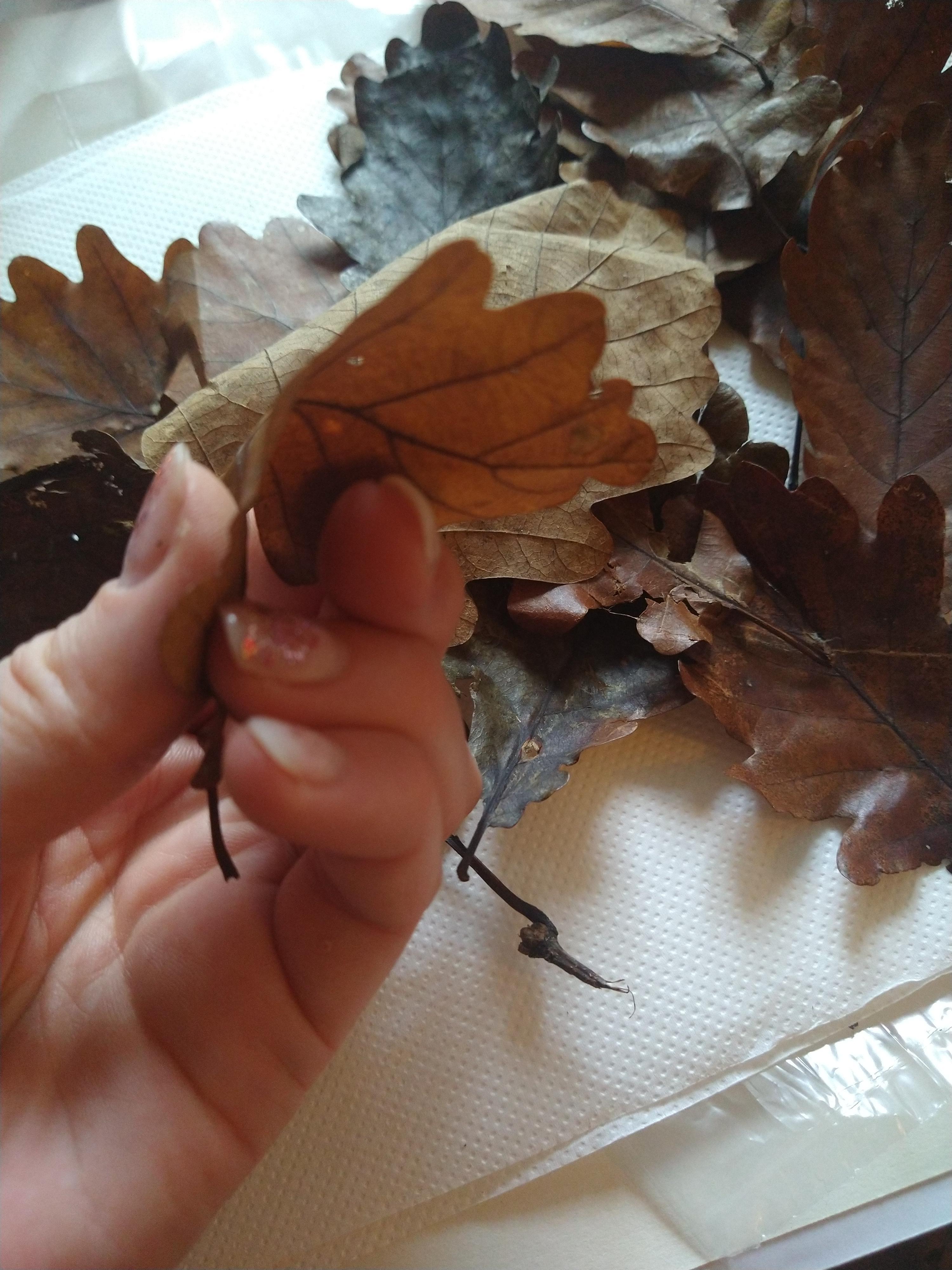 troc de troc 15 feuilles de chêne préservées image 1