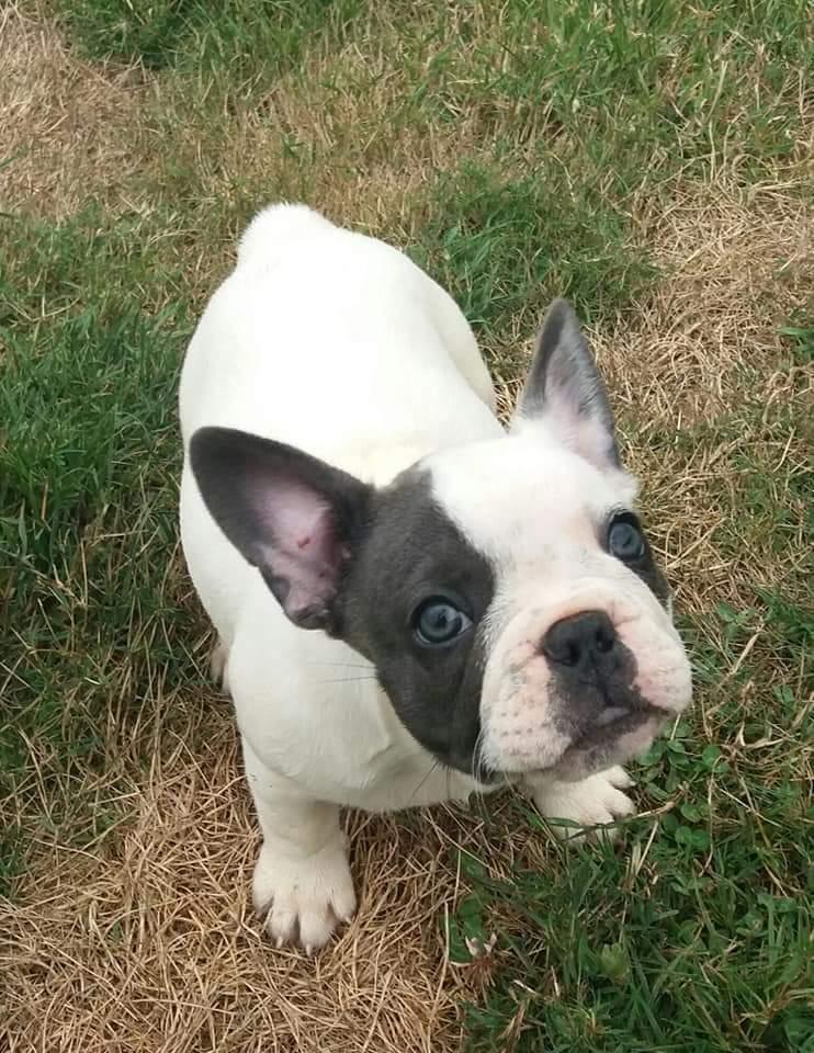 troc de troc chiot bouledogue français mâle a donner image 0