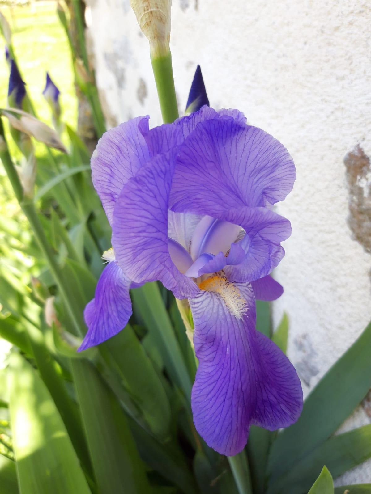 troc de troc iris image 1