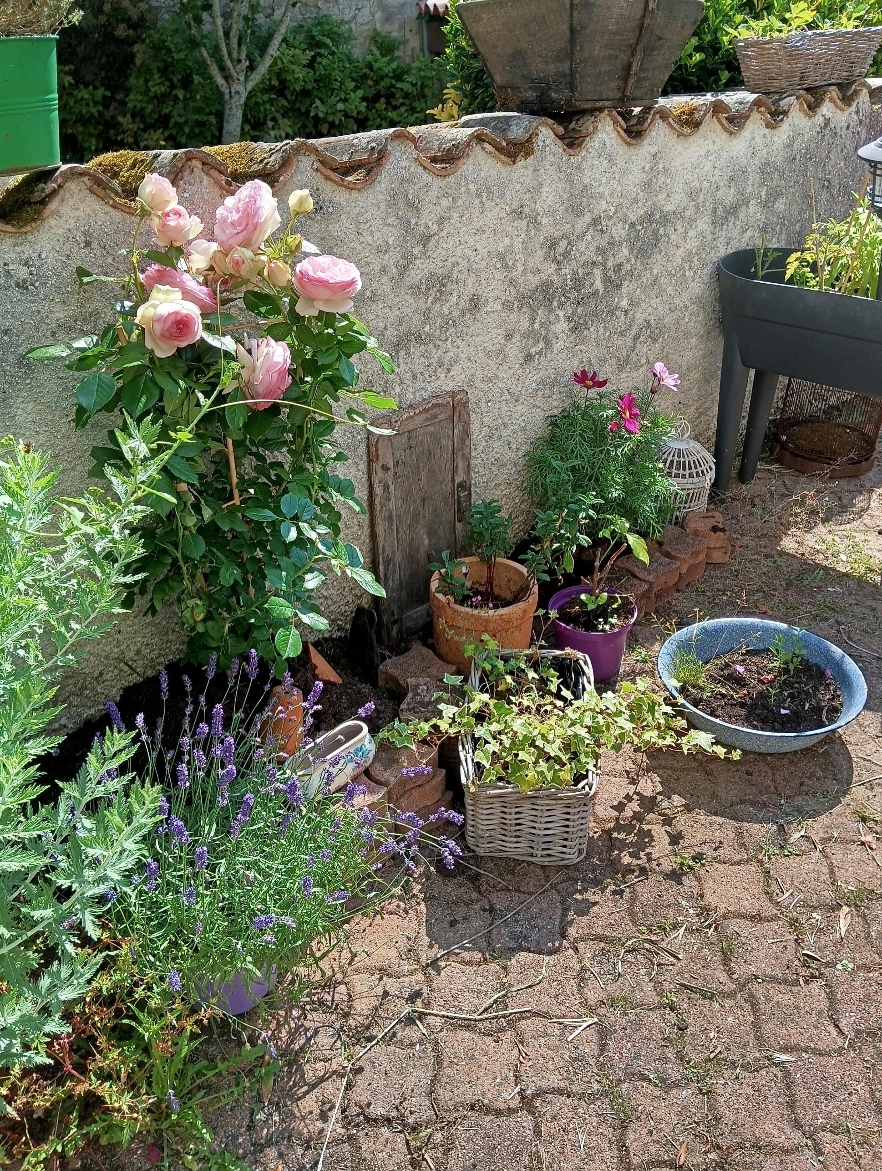 troc de troc plantes du jardin image 0