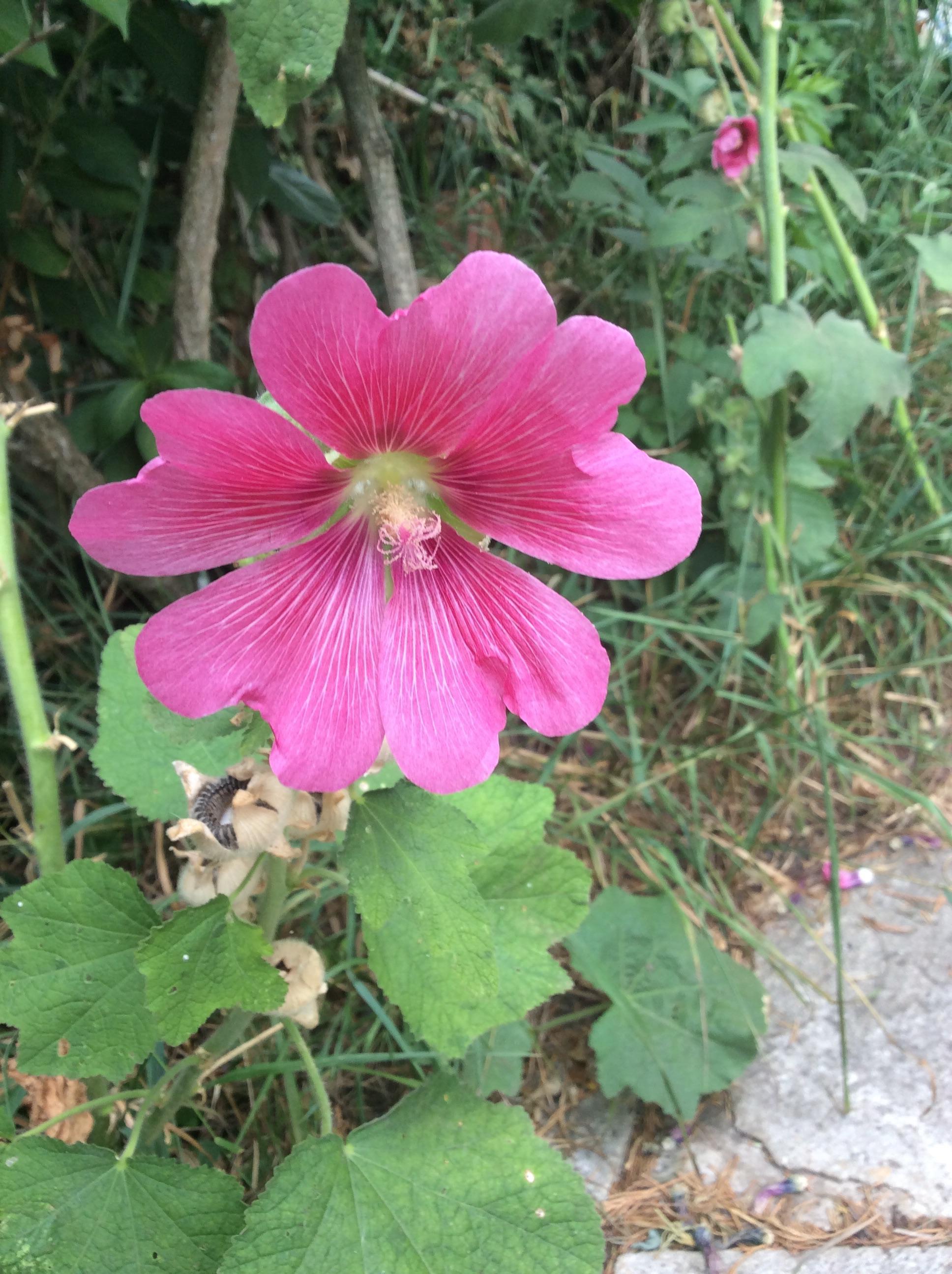 troc de troc graines rose trémière rose image 0