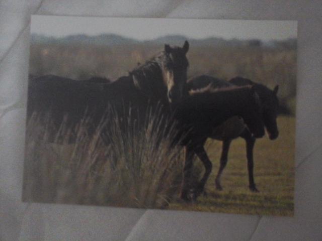 troc de troc carte postale chevaux en liberté image 0