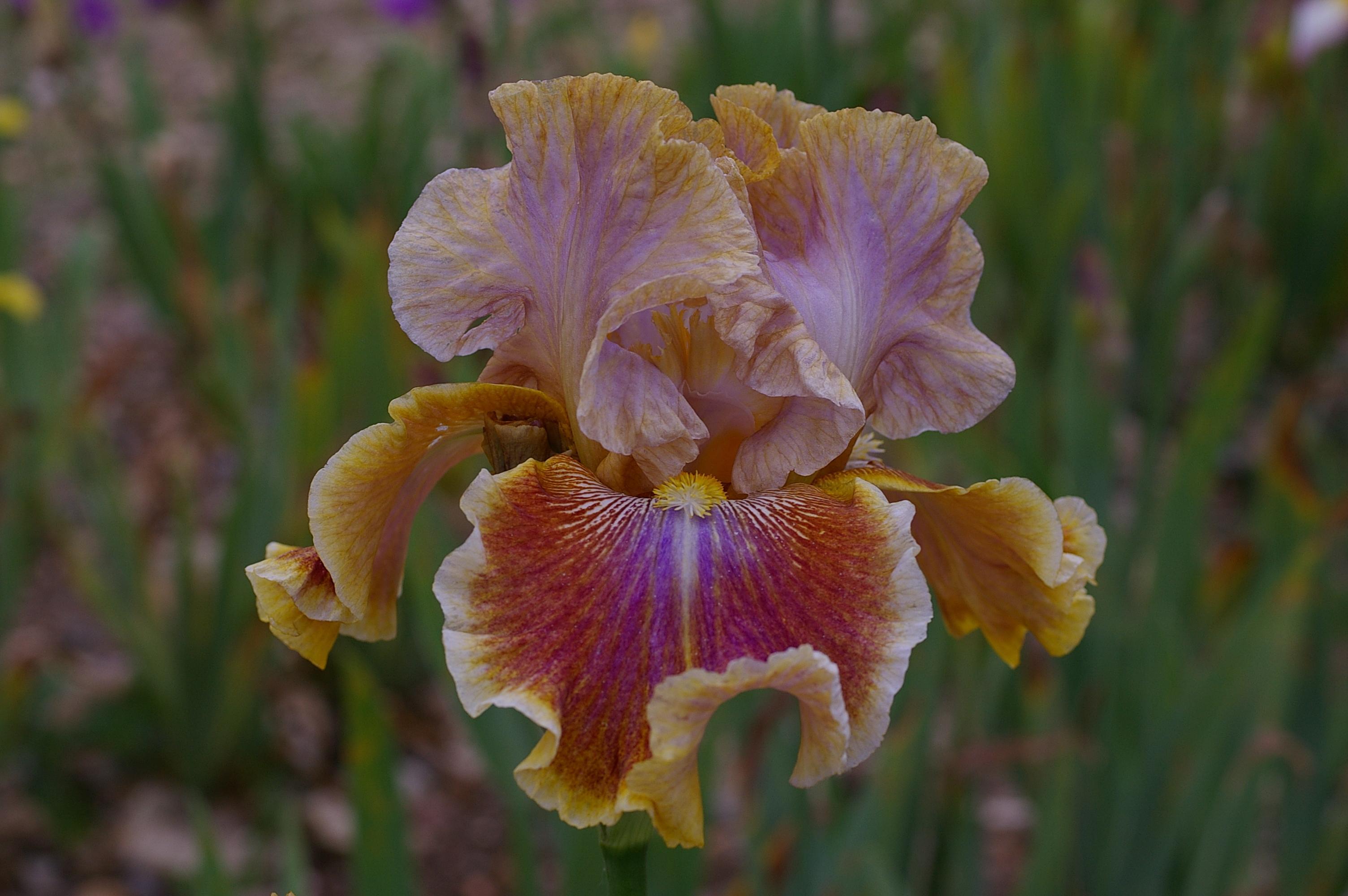 troc de troc recherche jolis iris pour mon jardin image 0
