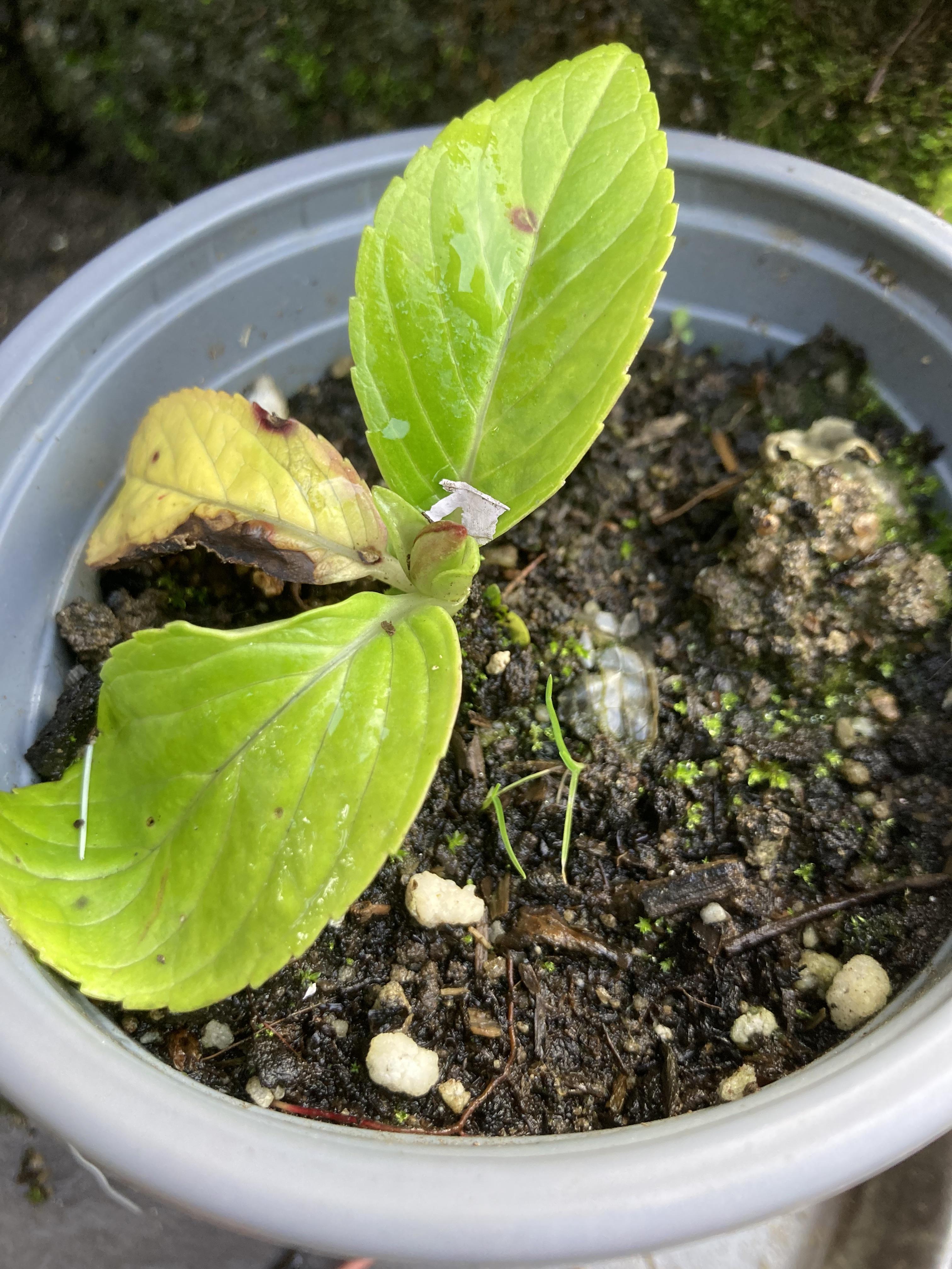 troc de troc réservé nonore13 hortensia bleu image 0