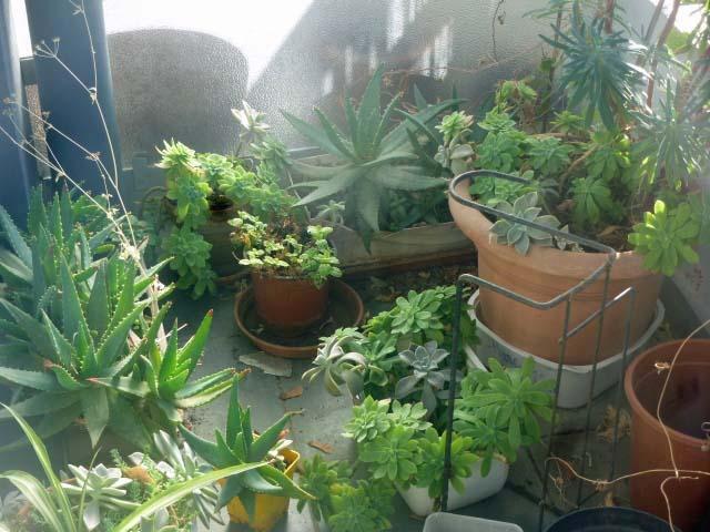 troc de troc plantes succulentes image 1