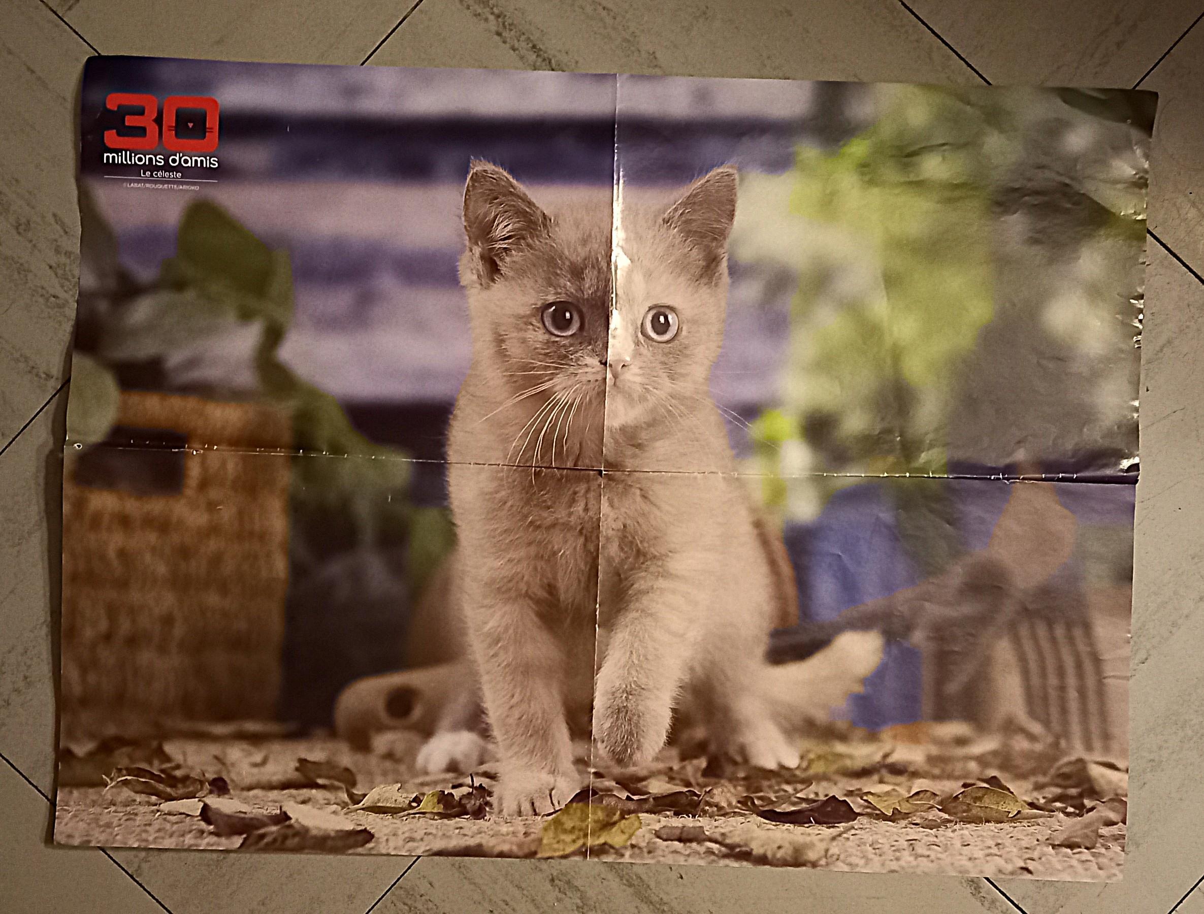 troc de troc poster chaton céleste. image 0