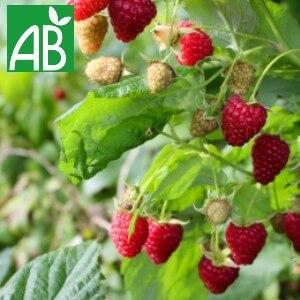 troc de troc cherche: fraisiers, framboisiers, groseilliers, & herbes aromatiq image 1