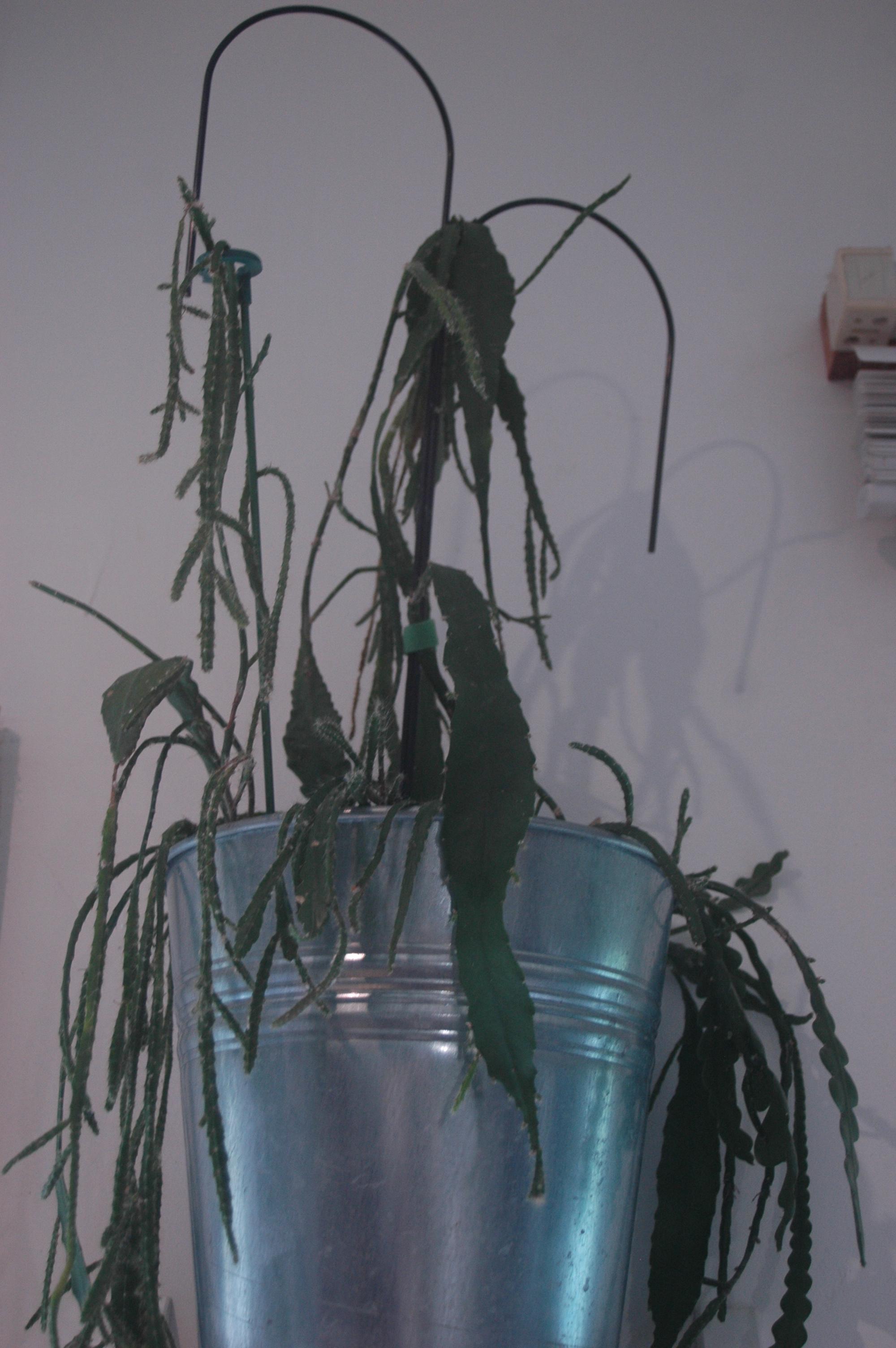 troc de troc boutures plantes grasses (b) image 1