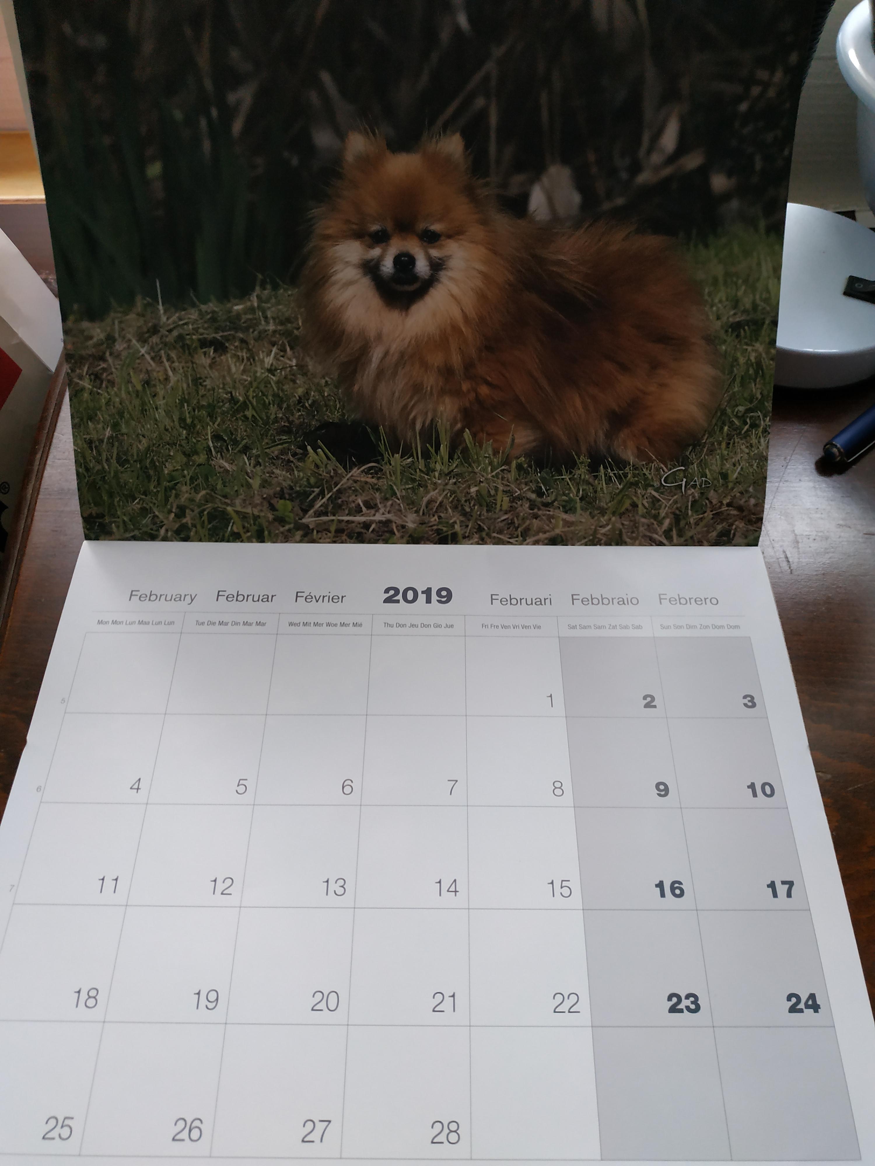 troc de troc 12 exemplaires calendrier chien 2019 image 2