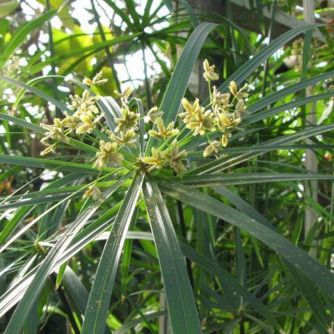 troc de troc graines papyrus cyperus alternifolus envoi compris image 0