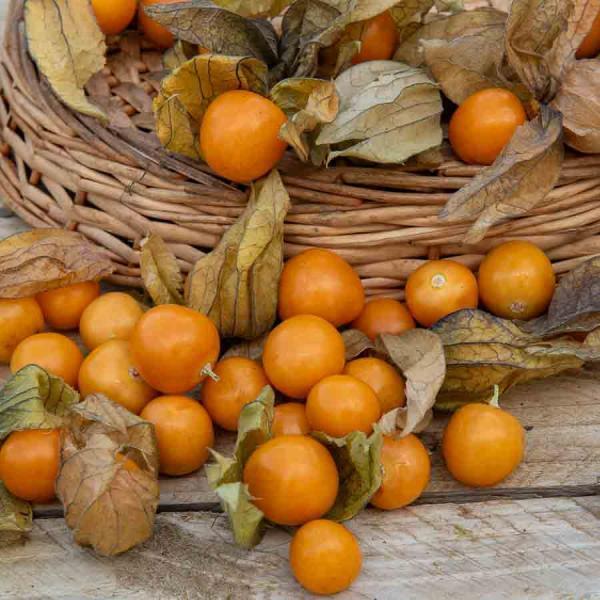 troc de troc lot graine de physalis, très bon état image 1