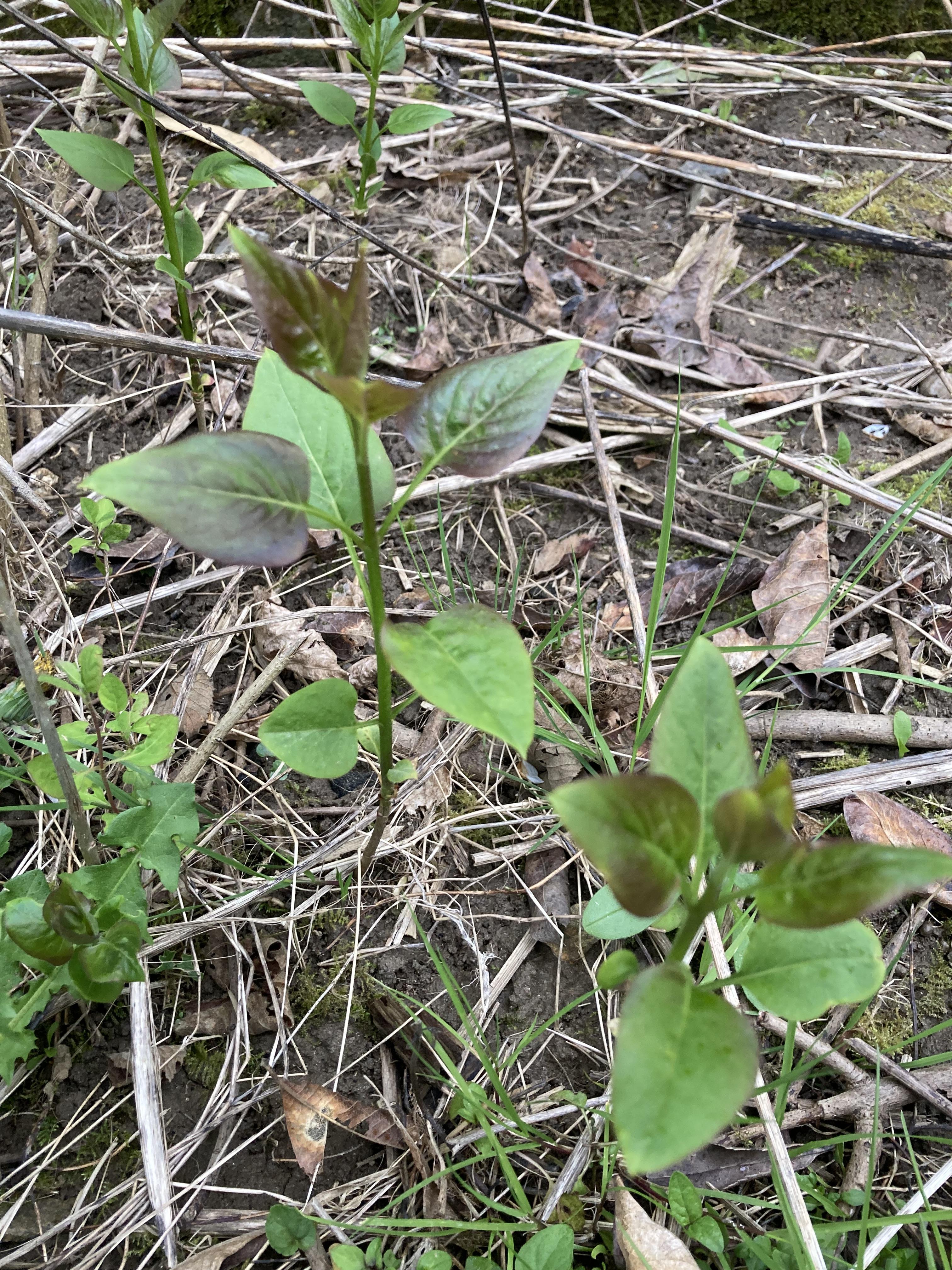 troc de troc bouture de lilas image 1