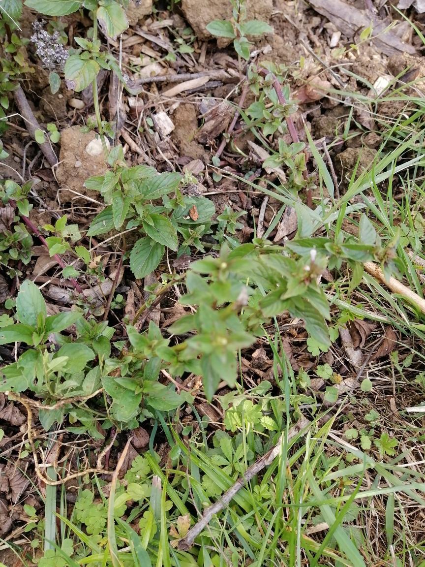 troc de troc menthe autre variété image 0