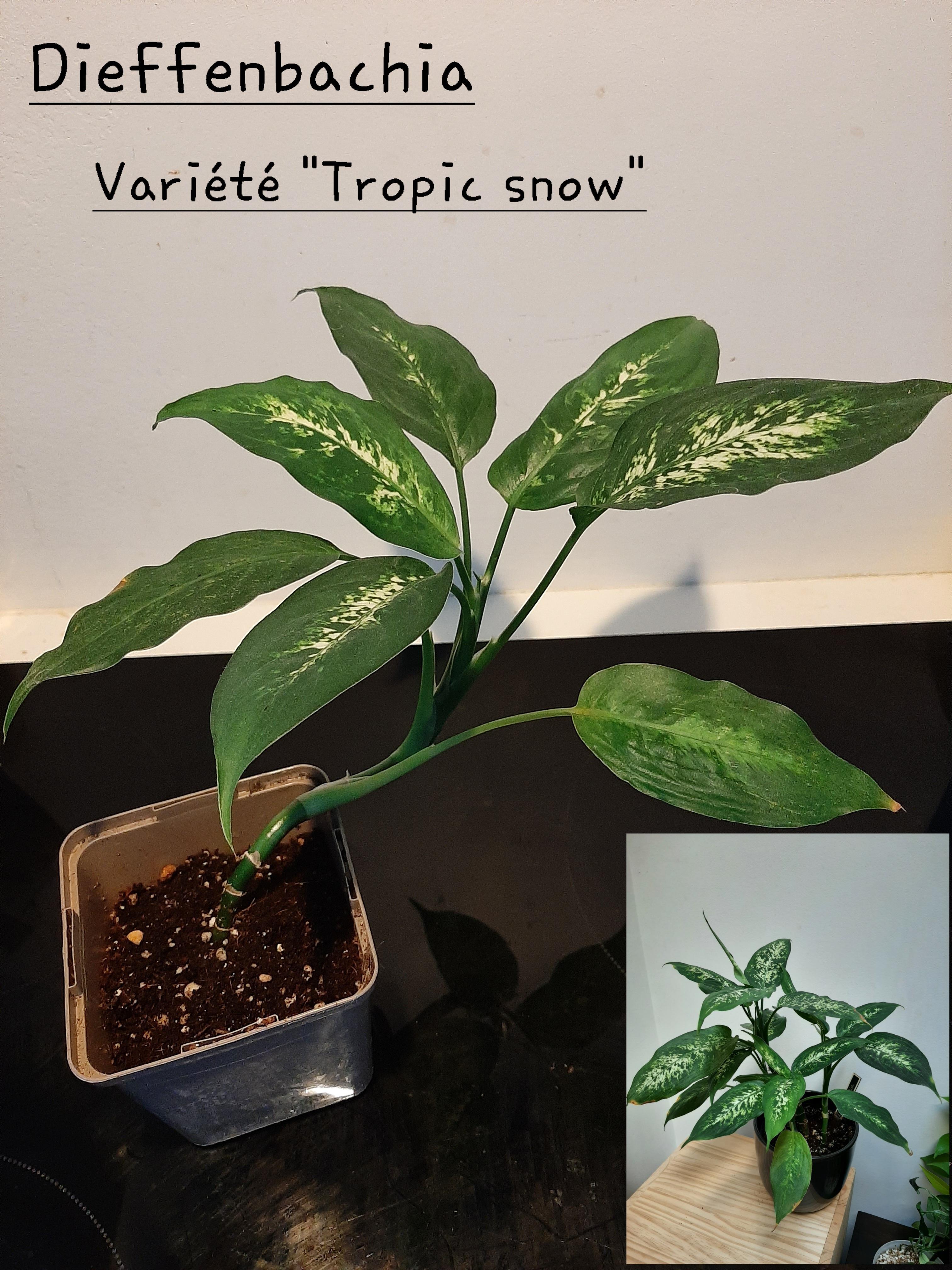 troc de troc dieffenbachia image 0