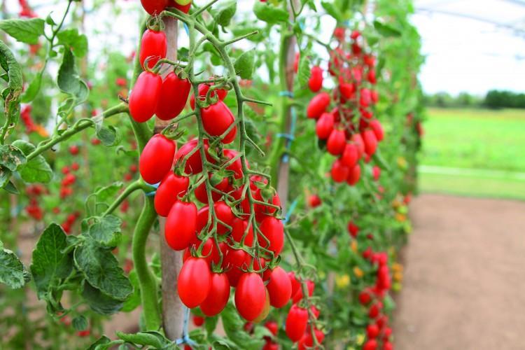 troc de troc 86 - petite tomate grappe graines image 1